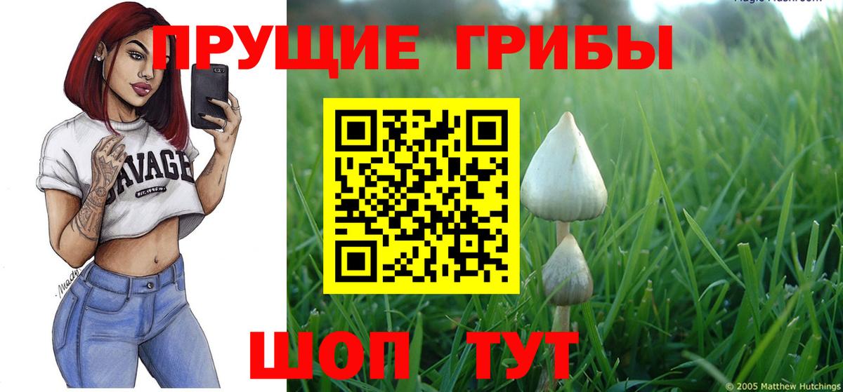 Псилоцибиновые грибы Psilocybe  Иркутск 